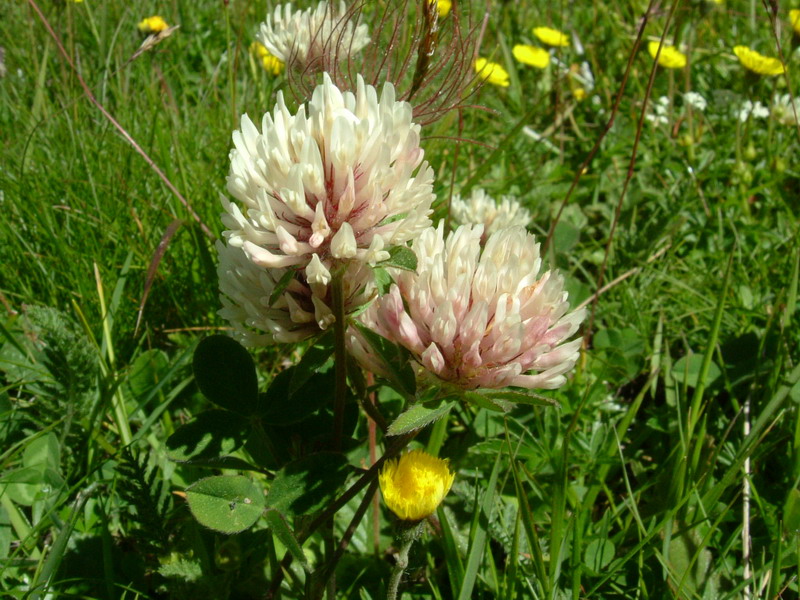 Trifolium pratense subsp. nivale / Trifoglio nivale